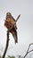 Tawny eagle perched on a dead limb