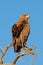 Tawny eagle perched on a tree