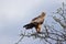 Tawny Eagle Perched on a Tree in Kenyan Savanna