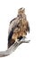 Tawny eagle - a portrait of majesty in Kruger Park