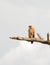 Tawny Eagle resting on a branch