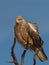 Tawny Eagle resting on dead tree branch
