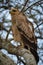 Tawny eagle with ruffled feathers on branch