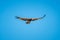 Tawny eagle soars under perfect blue sky