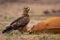 Tawny eagle stands by common impala carcase