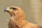 Tawny Eagle - Wild Bird Background from Africa - Animal Kingdom Angels