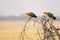 Tawny Eagles on the Lookout