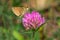 Tawny-edged Skipper Butterfly - Polites themistocles