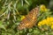 Tawny Emperor butterfly