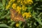 Tawny Emperor butterfly