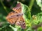 Tawny Emperor Butterfly - Asterocampa clyton