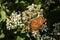 Tawny Emperor butterfly resting on green foliage