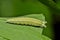 Tawny Emperor caterpillar eating a leaf.