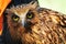 A Tawny Fish Owl