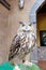 Tawny fish owl