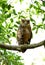 Tawny Fish Owl with all the three eyelid open