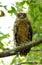 Tawny Fish Owl with third eyelid closed