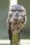 Tawny frogmouth