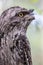 Tawny frogmouth