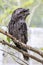 Tawny frogmouth