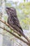 Tawny frogmouth