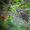 Tawny Frogmouth