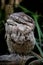 Tawny Frogmouth