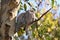 Tawny Frogmouth Australian birds sleeping on a tree branch
