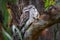 Tawny Frogmouth bird camouflaged in tree fork, Australian wildlife