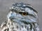 Tawny Frogmouth bird portrait
