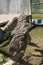 Tawny frogmouth birds resting on log