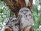 Tawny Frogmouth Family