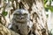 the tawny frogmouth has its mouth wide open and so are his yellow eyes