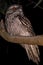 Tawny frogmouth, nightjar, owl Australian native bird