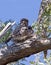 Tawny Frogmouth Owl and Chicks