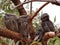 Tawny Frogmouth owls