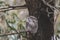 Tawny Frogmouth perched sleeping by day on a Tree