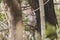 Tawny Frogmouth perched sleeping by day on a Tree