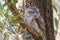 Tawny Frogmouth perched sleeping by day on a Tree