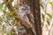 Tawny Frogmouth perched sleeping by day on a Tree