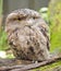 Tawny Frogmouth (Podargus strigoides)