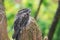 The tawny frogmouth (Podargus strigoides)