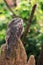 The tawny frogmouth (Podargus strigoides)