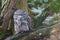 Tawny Frogmouth - Podargus strigoides