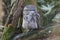 Tawny Frogmouth - Podargus strigoides