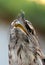 Tawny frogmouth (Podargus strigoides)