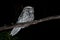 Tawny Frogmouth Podargus strigoides nightjar from Australia, sitting on the tree in the night