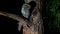 Tawny Frogmouth Podargus strigoides nightjar from Australia, sitting on the tree in the night