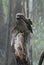 Tawny Frogmouth With It`s Eyes Closed And Wing Extended