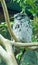 Tawny Frogmouth in situ